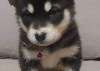 Alaskan Malamute suka, szczenię