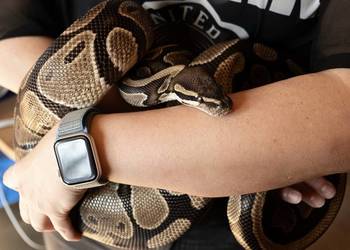 PYTON KRÓLEWSKI SAMICA