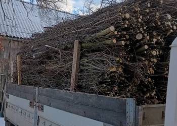 Faszyna leśna. kiszka faszynowa.Kolki