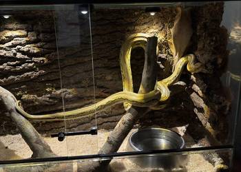 Wąż nie zbożowy, siatkowy dwarf