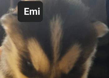 Dostępne szczeniaki rasy Syberian husky