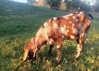 Kozioł anglonubijski krycie