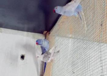 Aleksandretty Aleksandretta Aleksandretty Aleksandretta