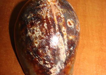 Cypraea muszla porcelanka