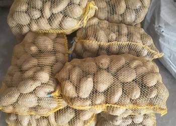 sprzedam ziemniaki odmiana JUREK