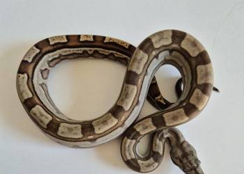 4# boa cesarski cb25 samica