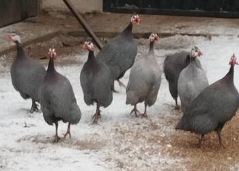 Sprzedam kaczki -perliczki