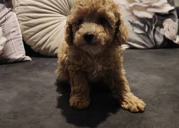 ,Pudelki malutkie toy-po 20 marca odbior