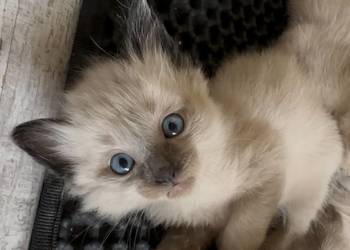 Sprzedam koty syjamskie starego typu