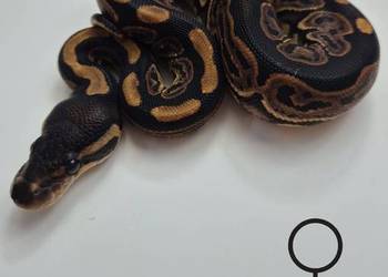 Pyton królewski Black pastel 100% het Albino samica