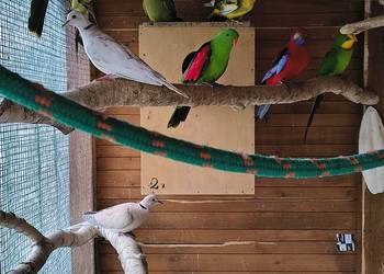 Rozelle królewskie i inne papugi