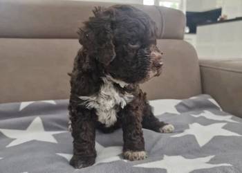 Lagotto Romagnolo ZKwP/FCI