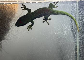 Felsumy madagaskarskie Grandis