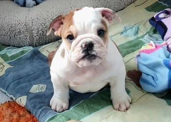 Buldog angielski (FCI) sunia