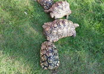 Żółwie Lamparcie (Stigmochelys pardalis) ok 20cm