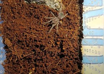 Ptasznik Lasiodora Striatipes