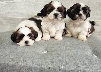 Shih Tzu pieski I suczka.