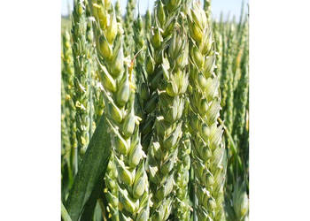 Materiał siewwny C1 pszenica jara MHR Jutrzenka