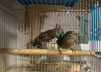 Bastardy po szczygle czyżyku konopie r