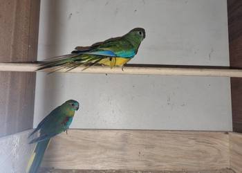 Łąkówka turkusowa