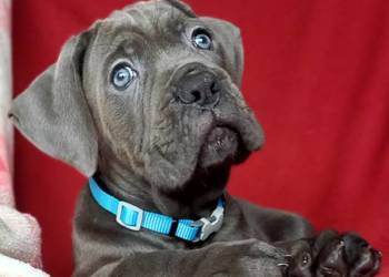 Cane Corso sunia  Ksin Fargo Fci