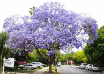 JAKARANDA MIMOZOLISTNA Jacaranda mimosifolia NASIONA 10000 sztuk - 100g.