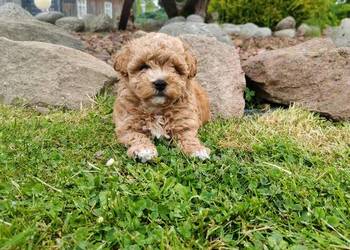 Szczenięta Maltipoo Maltańczyk & Pudel Toy