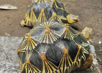 Żółw lądowy grecki promienisty lamparci