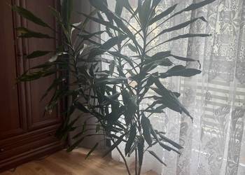 Sprzedam Piękną Dracenę
