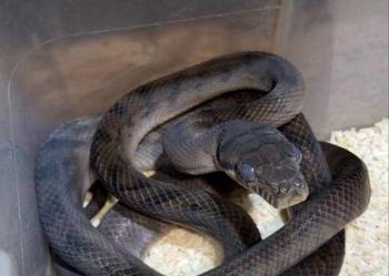 Samica wąż ametystowy Simalia amethistina odmiana Sorong