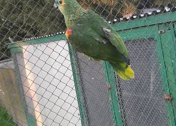 Amazonka niebieskoczelna samica 22r