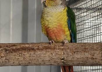 Rudosterka; Rudosterki młode