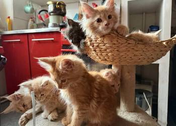 Maine Coon w maju odbiór maluszków