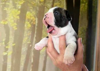 Boston Terrier ZKwP/FCI