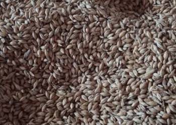 Sprzedam jeczmień ozimy paszowy