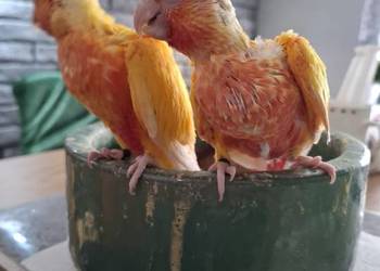 rudosterka zielonolica, aleksandretta obrożna rudosterka zielonolica, aleksandretta obrożna