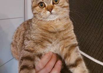 Kotka brytyjska złota ticked