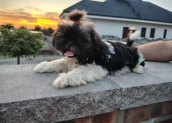 SHIH TZU  szczeniaczki