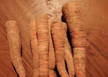 Marchewka ekologiczna