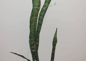 Sansewieria wysoka wysokość 80cm