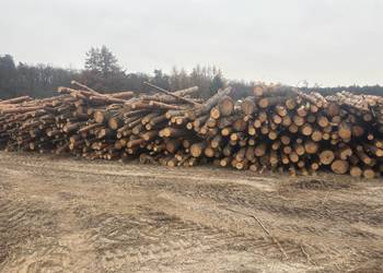 Drewno opałowe sosna