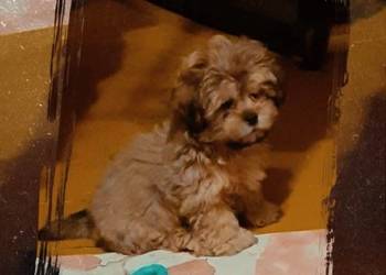 Malshi slodkie maluszki