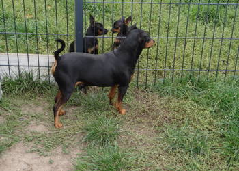 Pinczer czarny podpalany potężny reproduktor 8,5 kg