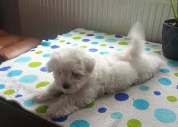 Maltańczyk Maltańczyki piesek