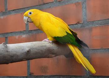 Konura złota (guaruba) ręcznie karmiona