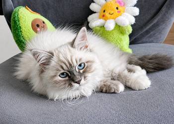 Arya kotka syberyjska neva masquerade