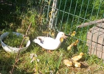 Kaczki calduck biegusy staropolskie francuskie gęsi króliki