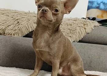 Pies Chihuahua liliowy badania DNA zdrowy 2 lata