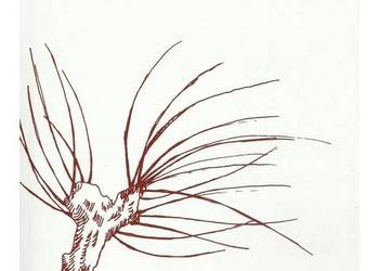 Habitus żołnierski w literaturze i kulturze polskiej w konte