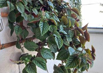 Kwiat Komarzyca Kwiat Komarzyca